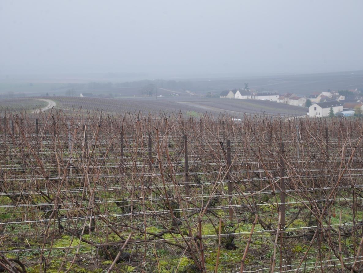 Propriété Viticole à Trépail